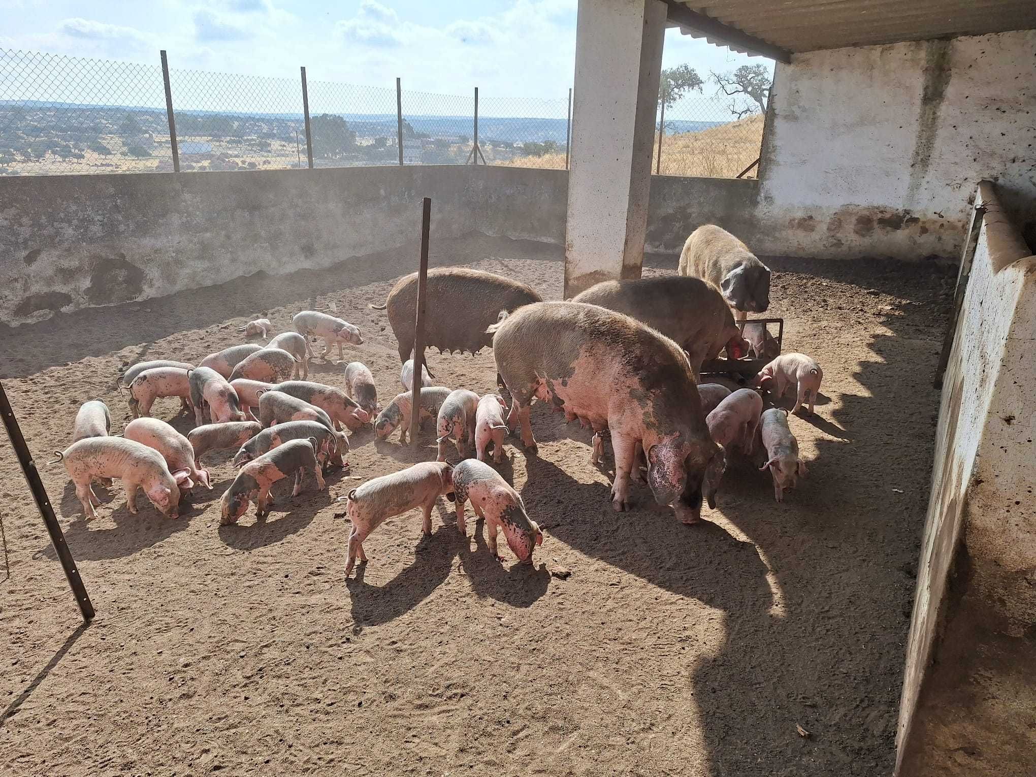 Leitões Bísaros - Barrancos, Baixo Alentejo