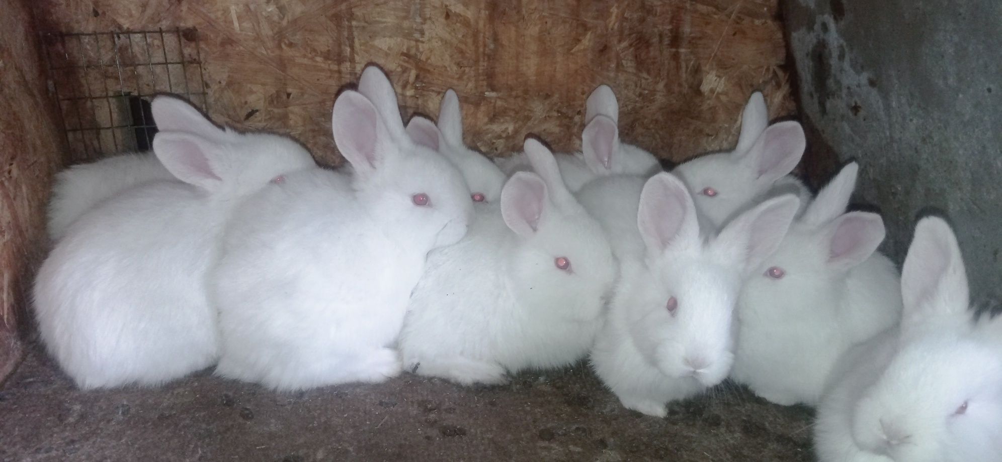 Кролики породы термон