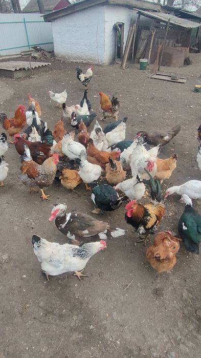 Продаю інкубаційне яйце мішаних порід курей