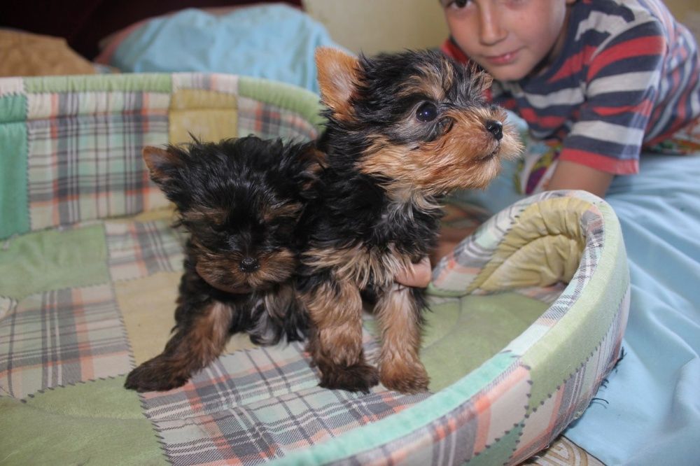Щенки йоркширского терьера