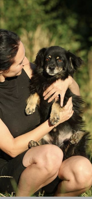 Do adopcji 10kg samiec