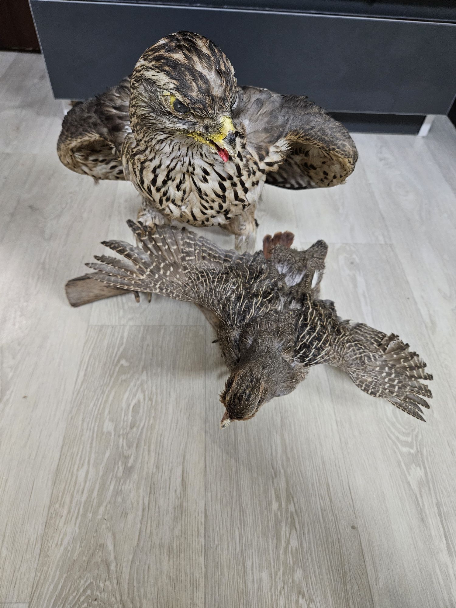 Чучело орла и куропатка