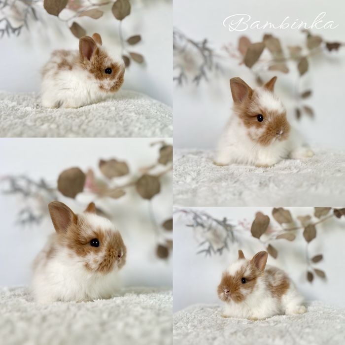 Mini króliczki Karzełki Teddy i Mini Lopki Aktualne