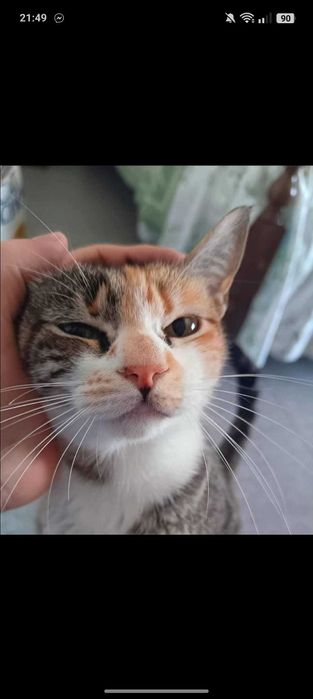 Gata para adoção consciente