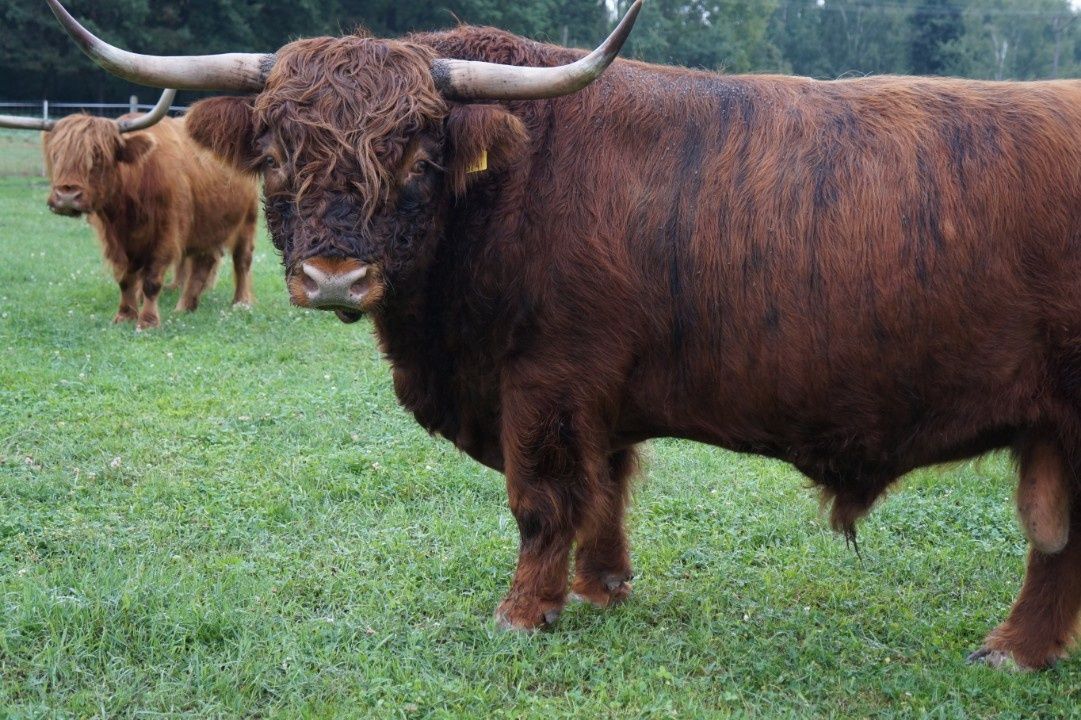 Bydło mięsne szkockie byk krowy cielęta cena do negocjacji od 1500
