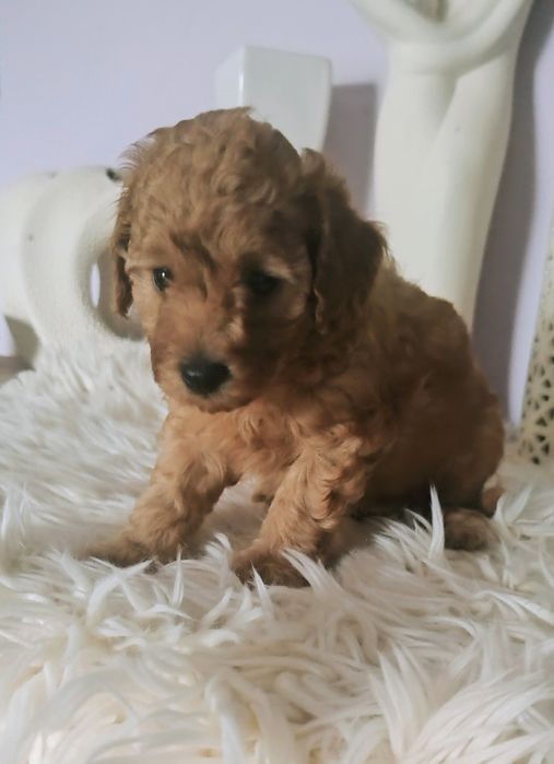 Pudel Toy - Cudna Suczka Red - Wkrótce Do Odbioru!