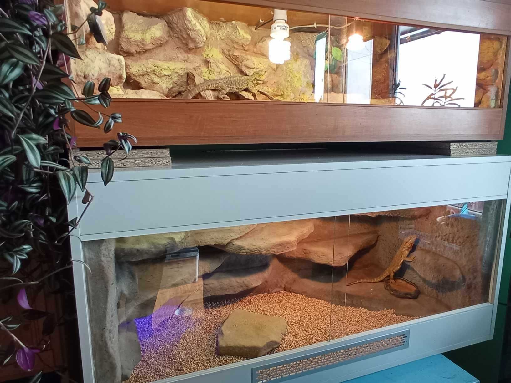 Agama plus terrarium