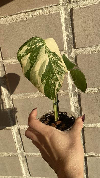 Монстера Альба верхушка