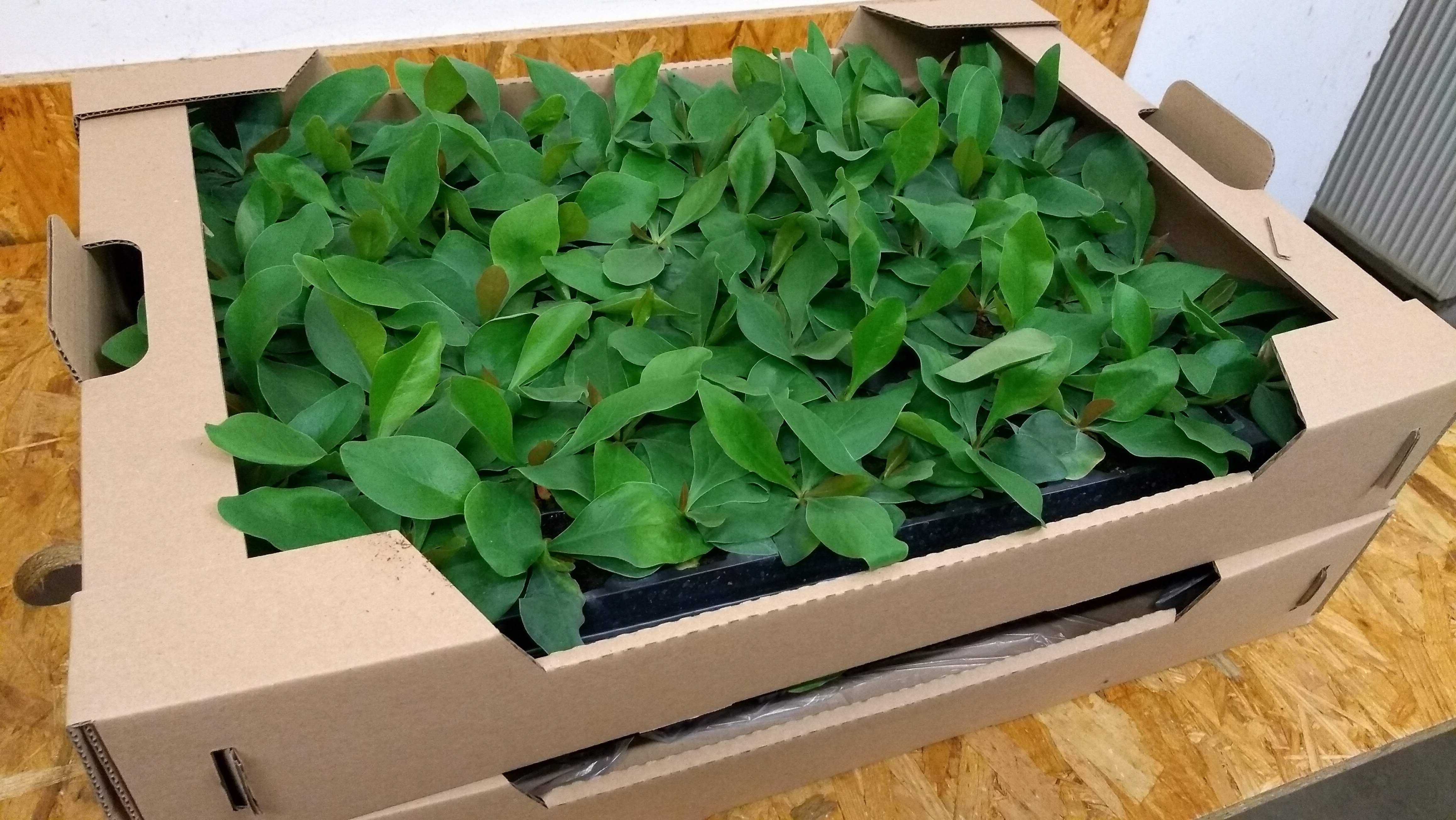 Zatrwian Szerokolistny sadzonki duże ukorzenione Limonium wieloletni