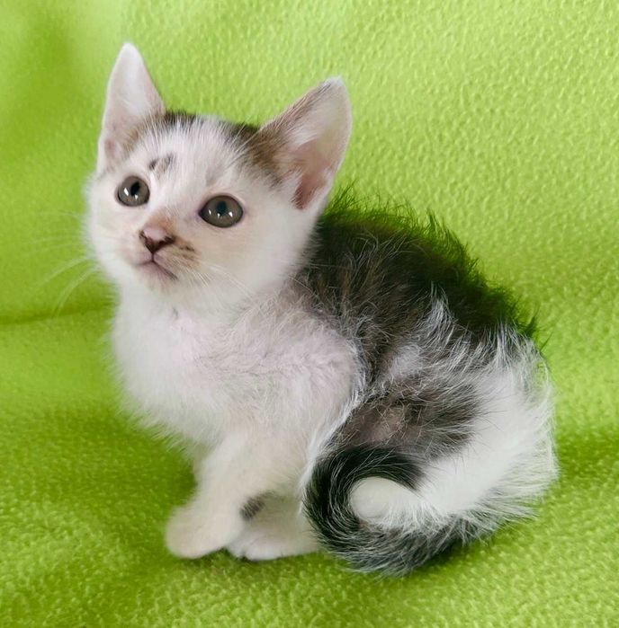 Кошеня Масік в добрі руки