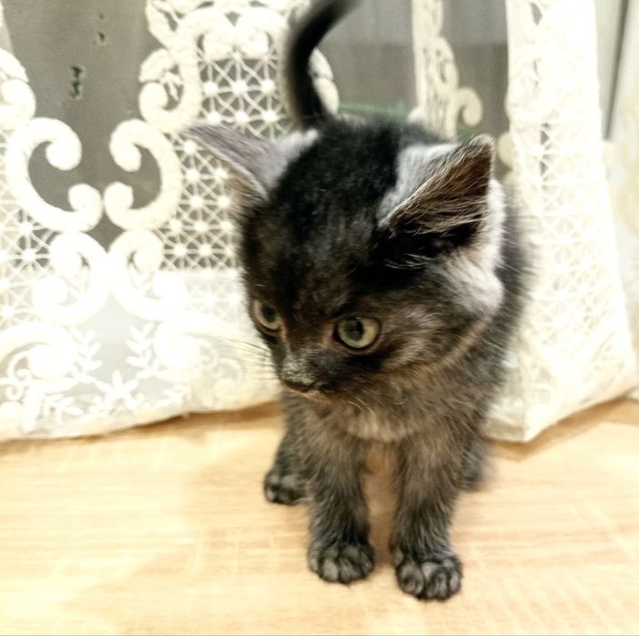 Кошеня киця 2 міс