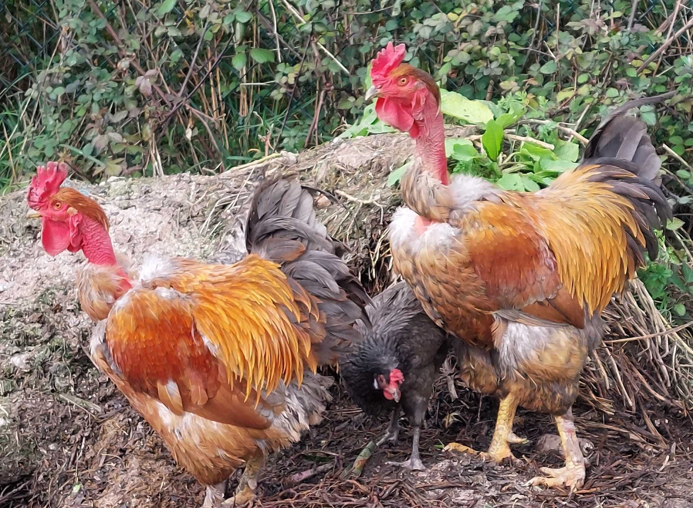 Ovos galados de galinhas