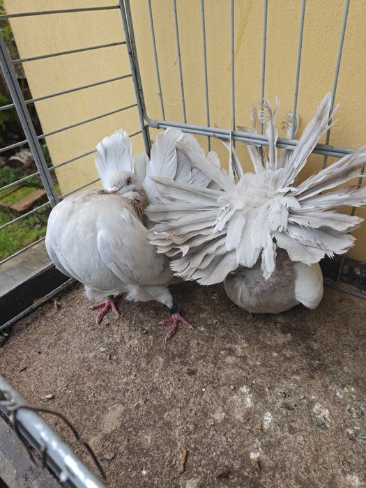 Pawiki perłowe para