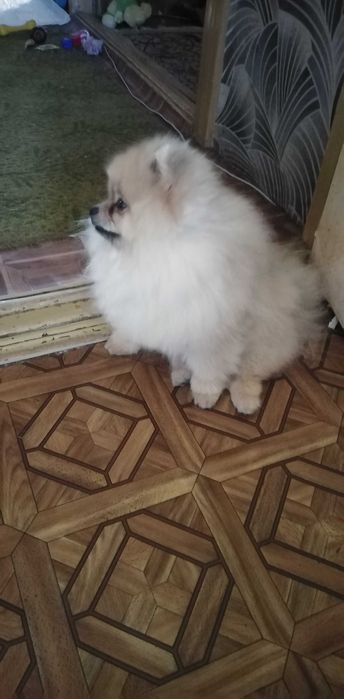 Мальчик красавчик (вязка)