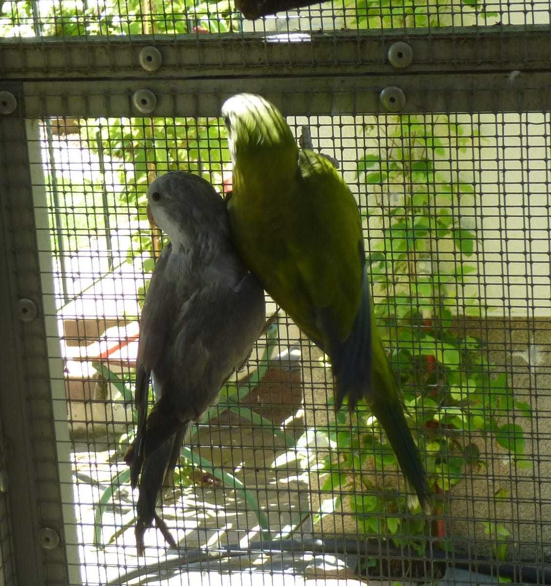 Очарование перьев: Попугай Монах ждет своего хозяина.