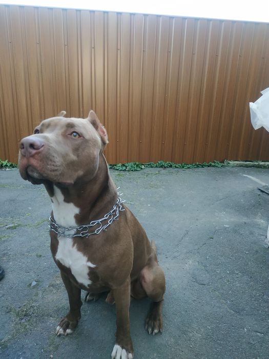 Пітбуль для в'язки (розв'язаний)