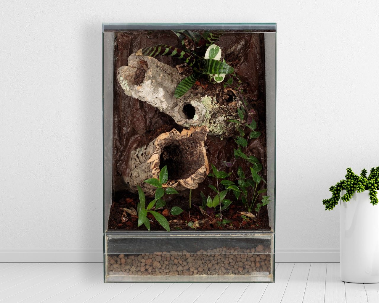 Terrarium tropikalne 40x40x60 gekon orzęsiony