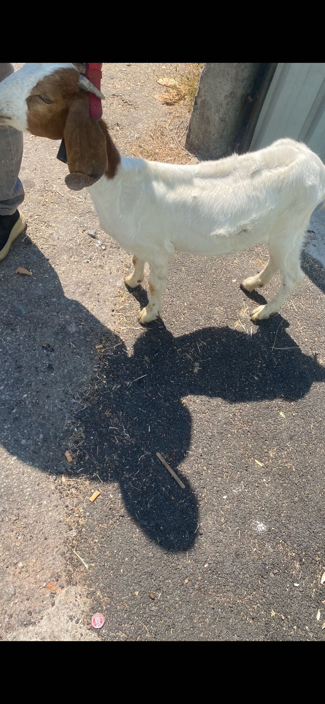 Vendo casal da raça boer