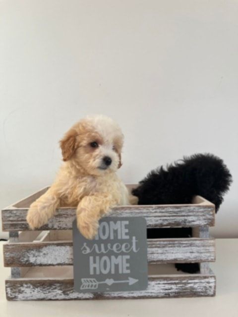 Odchowany chłopiec Maltipoo szuka nowego domku