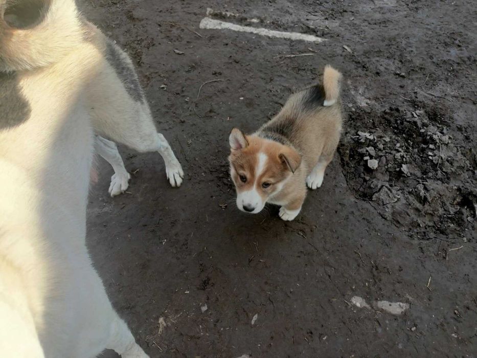 Łajka Zachodniosyberyjska Pies