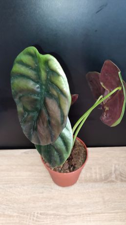 Alocasia cuprea С. Koch