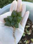 Suculenta haworthia retusa