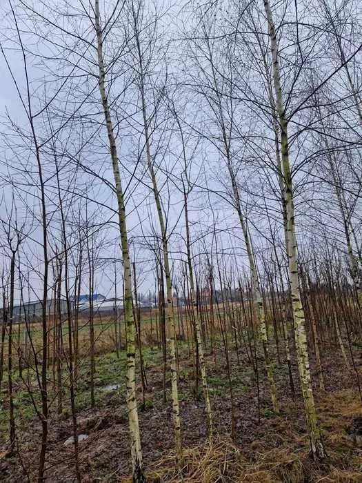 Brzoza brodawkowata obwód pnia 5-16 cm