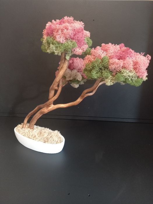 Drzewko bonsai kwitnące. Mech Chrobotek. Dekoracje wnętrz. Prezent.