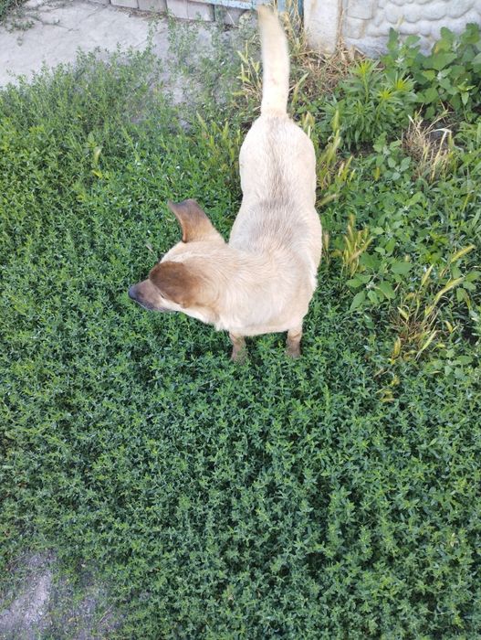 Віддам в добрі руки собаку