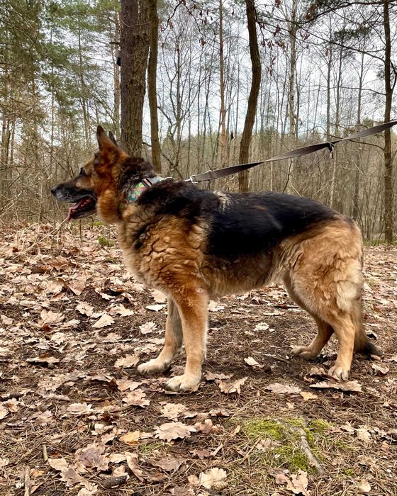 JAGA - psia seniorka szuka domu