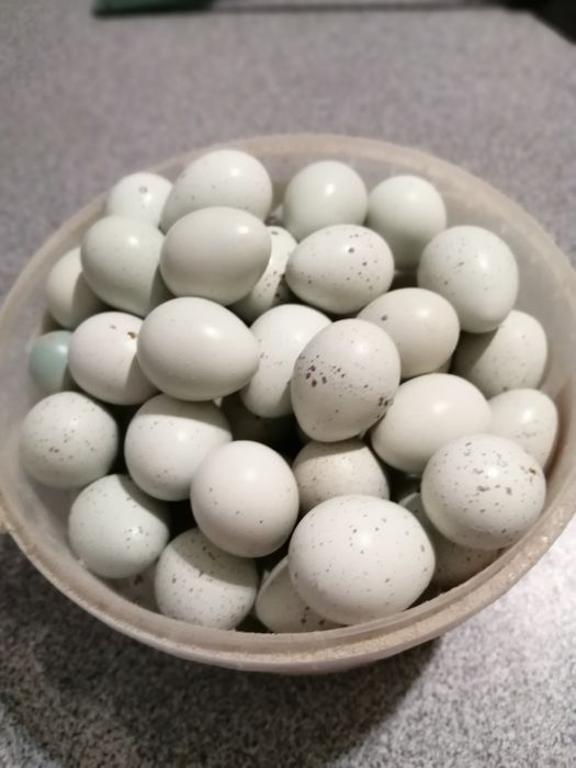 Перепела породи Целадон (Селадон)Селадони