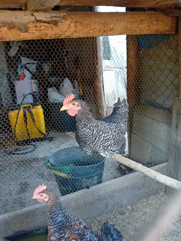 Vendo galos novos