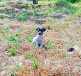 Jack russel de excelente qualidade