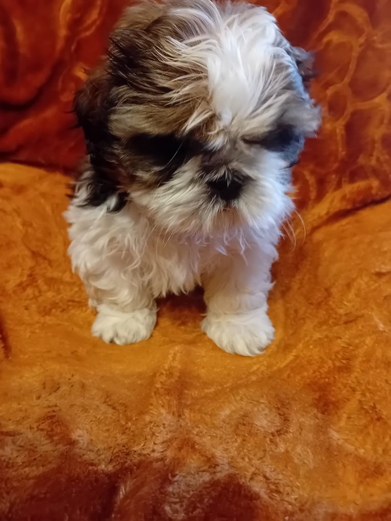 Shih-tzu szczeniak bicolor