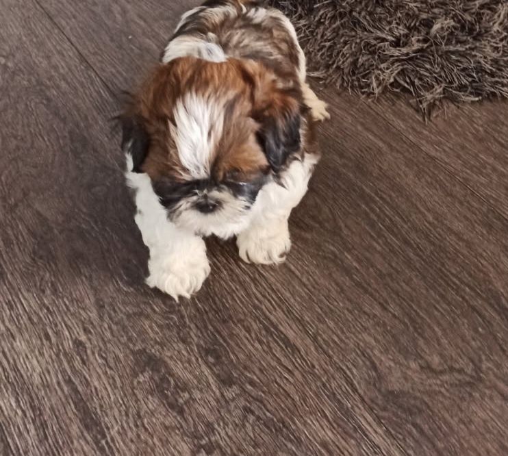 Shih-tzu szczeniak aktualne