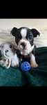 BOSTON TERRIER z rodowodem gotowe do rezerwacji po ojcu FCI