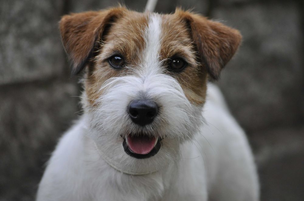 Reproduktor Jack Russell Terrier