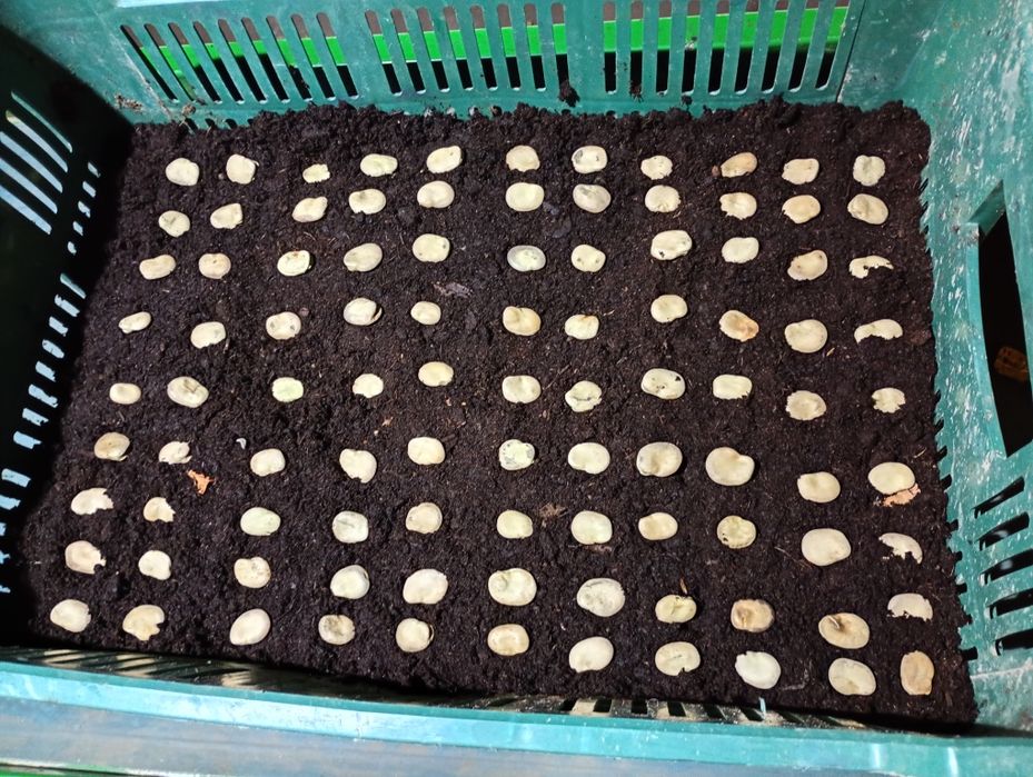 Bób Bizon 2025 kiełkowanie 93%