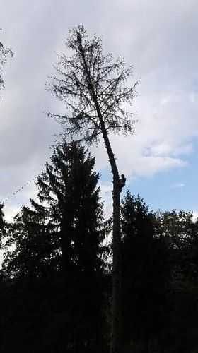 Kompleksowa wycinka i pielęgnacja • Zadbamy o Twój teren!