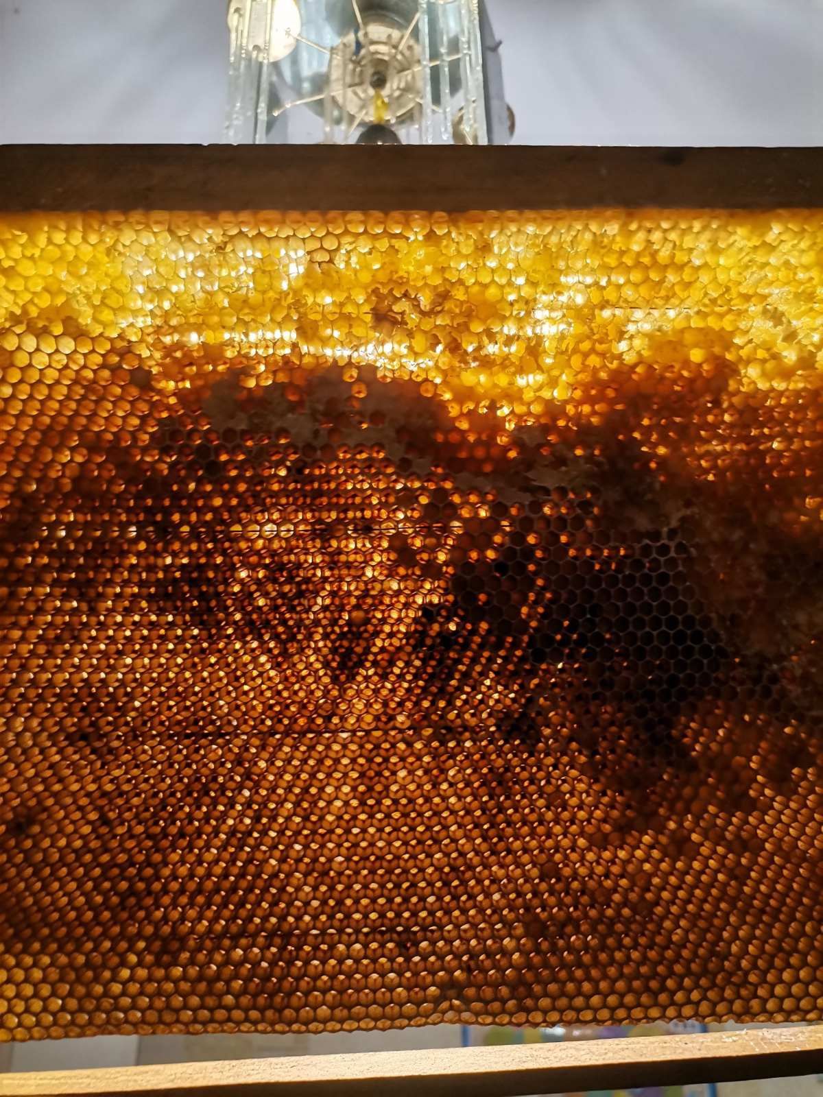 Продам сушь пчелиную