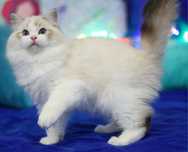 Chłopiec Ragdoll seal bicolor lynx , rodowód FPL