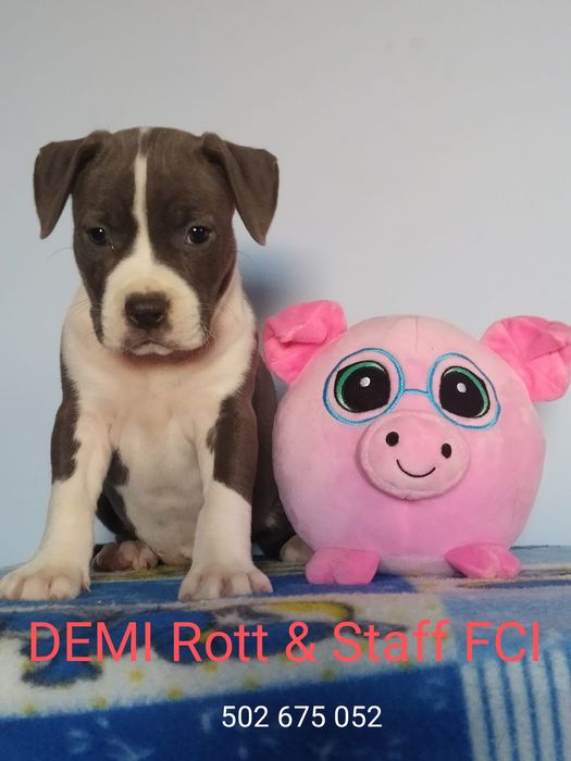 Amstaff piękna błękitna suczka ZKWP/FCI