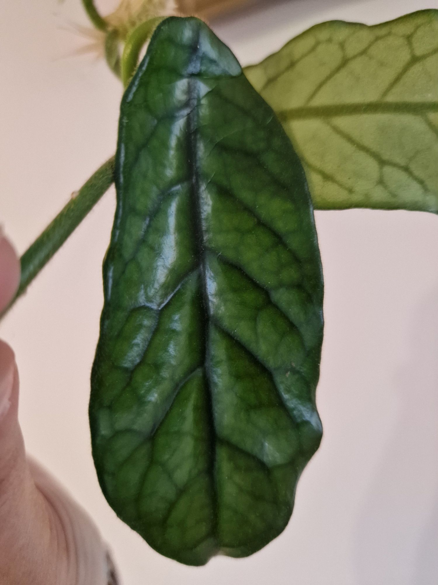 Hoya Welsh Mountain Zoo hoja ukorzeniona