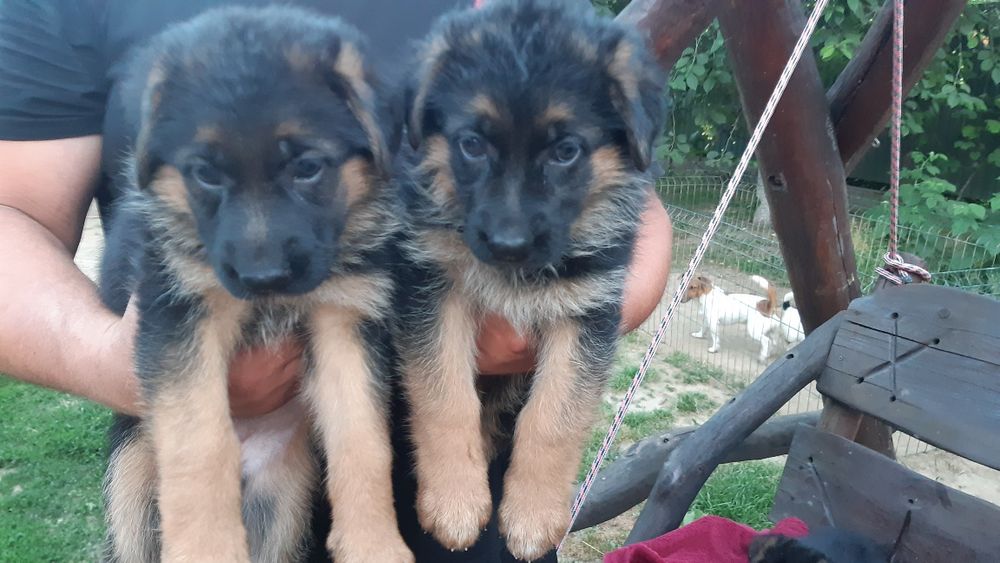Цуценятка порода:німецька вівчарка