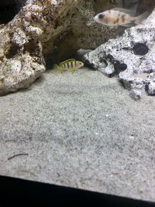 Labidochromis Permut młode