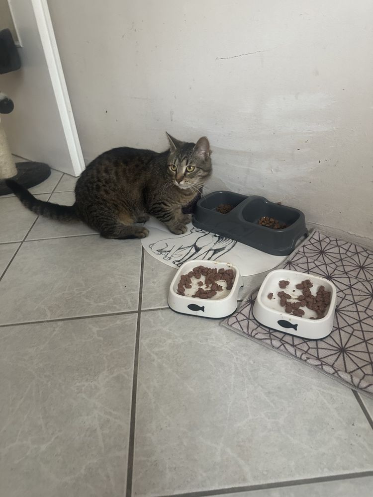 Burasek do adopcji