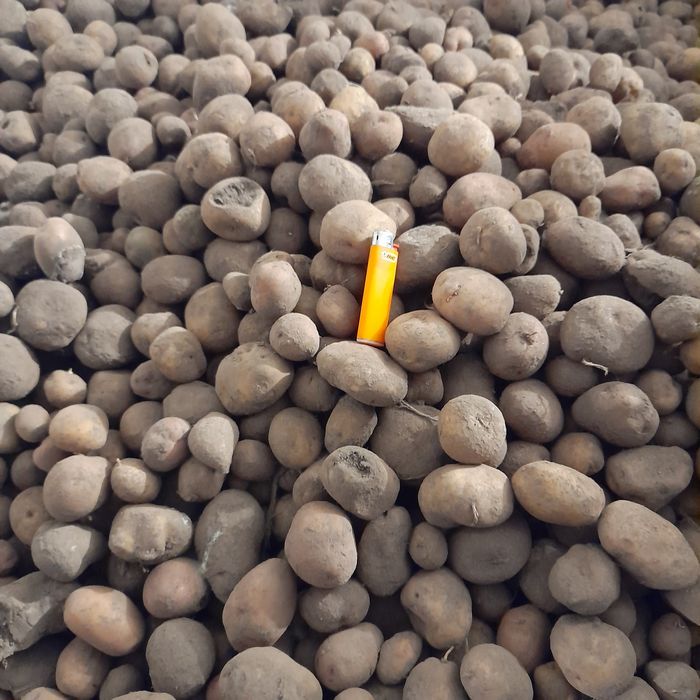 Дрібна  картопля