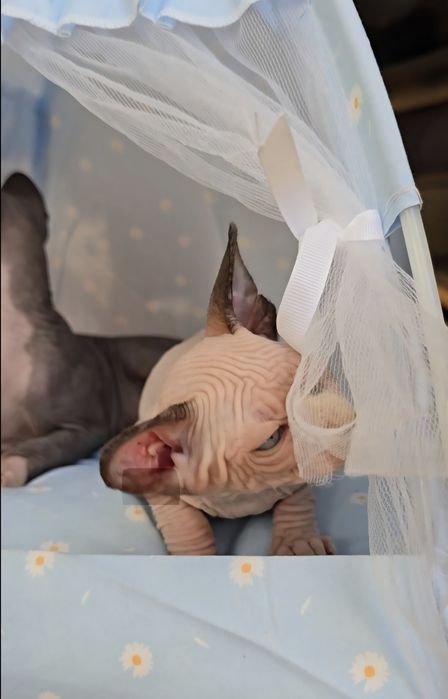 Kotka sfinks sphynx niebieskie oczka przepiękne