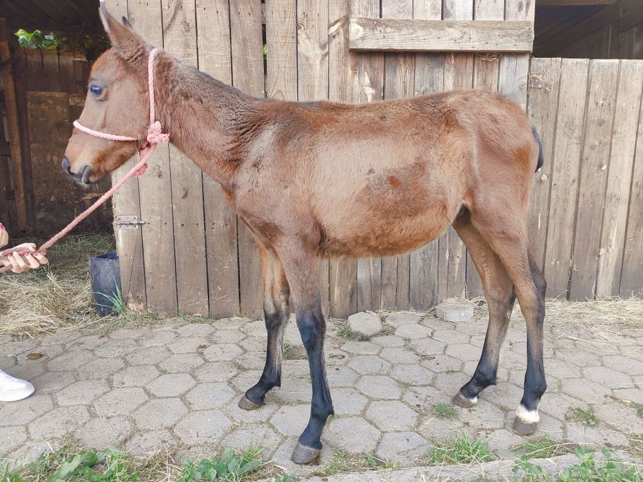 Garraninho 6 Meses