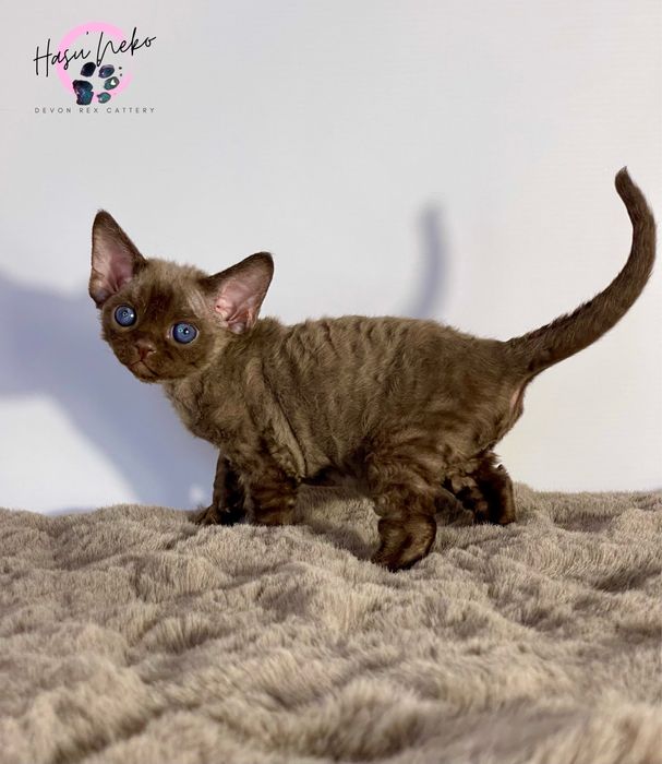 Misio piękny kocurek Devon Rex z HasuNekoPL